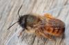 Osmia bicornis